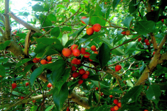 Mature-fruits-of-Weeping-fig