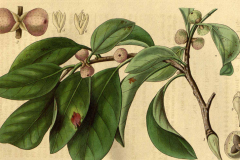 Plant-Illustration-of-Weeping-fig