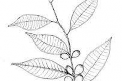 Sketch-of-Weeping-fig