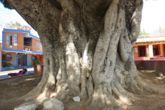 Trunk-of-Weeping-fig