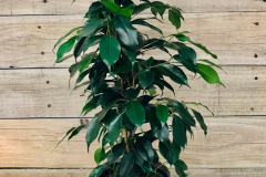 Weeping-fig-Plant-grown-on-pot