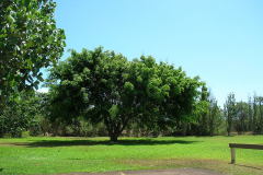 Weeping-fig-Tree