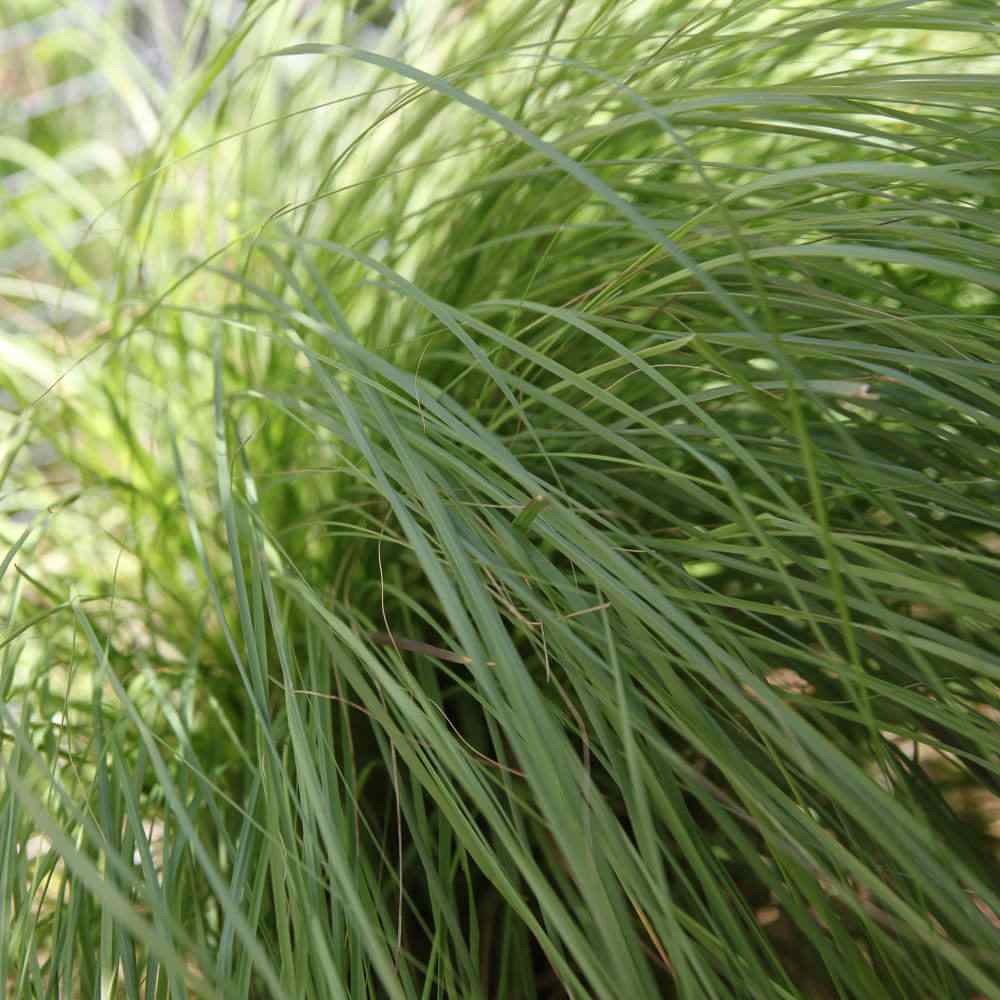 Leaves-of-Weeping-lovegrass