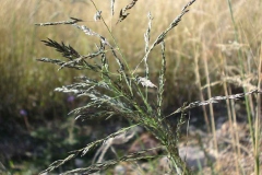 Closer-view-of-flower-spikelets-of-Weeping-lovegrass