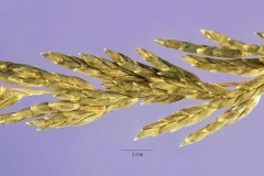 Closer-view-of-mature-flower-spikelets-of-Weeping-lovegrass