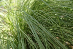 Leaves-of-Weeping-lovegrass