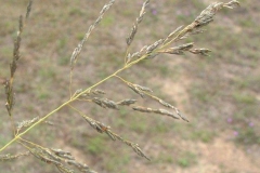 Mature-seed-heads-of-Weeping-lovegrass