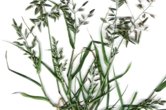 Plant-illustration-of-Weeping-lovegrass