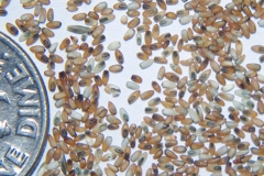 Seeds-of-Weeping-lovegrass