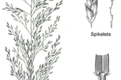 Sketch-of-Weeping-lovegrass