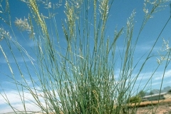 Weeping-lovegrass-Plant
