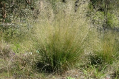 Weeping-lovegrass-plant-growing-wild