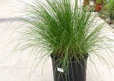 Weeping-lovegrass-plant-grown-on-pot