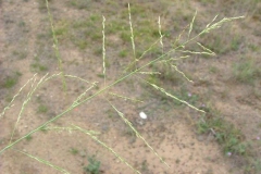Young-seed-heads-of-Weeping-lovegrass