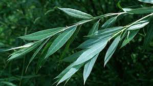 Leaves-of-Weeping-willow
