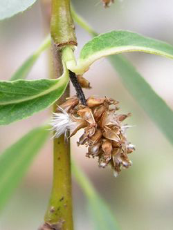 Mature-fruits-of-Weeping-willow