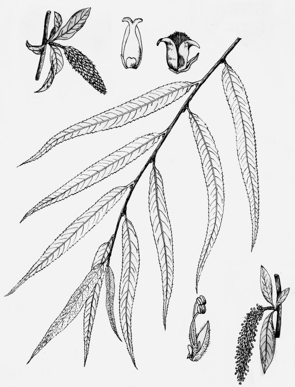Plant-Illustration-of-Weeping-willow