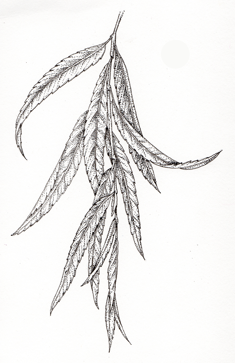 Sketch-of-Weeping-willow