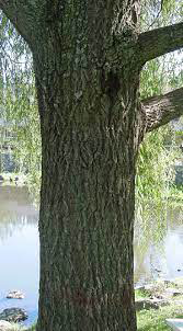 Trunk-of-Weeping-willow