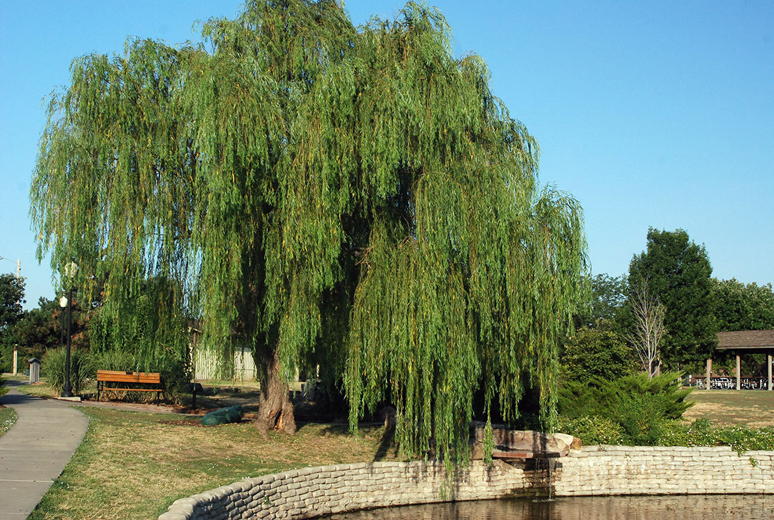Weeping-willow-Plant