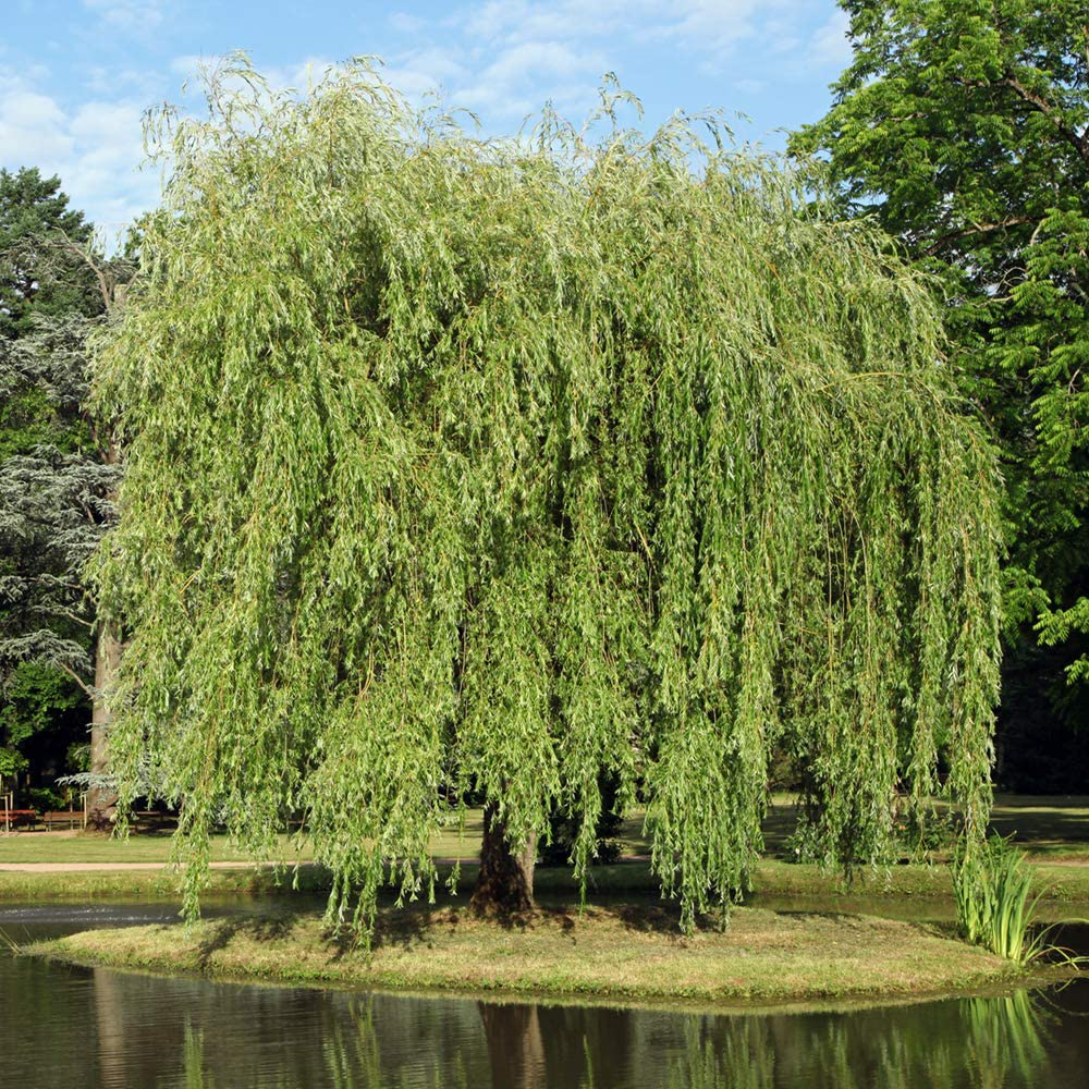 Weeping-willow-plant-growing-wild