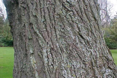 Bark-of-Weeping-willow