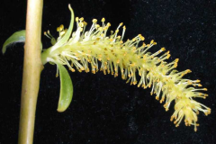 Flower-of-Weeping-willow