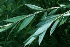 Leaves-of-Weeping-willow