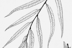 Plant-Illustration-of-Weeping-willow