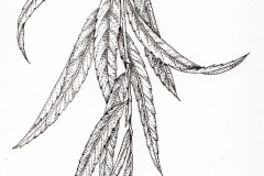 Sketch-of-Weeping-willow