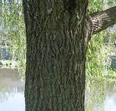 Trunk-of-Weeping-willow