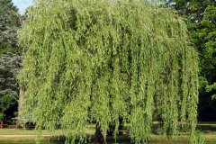 Weeping-willow-plant-growing-wild