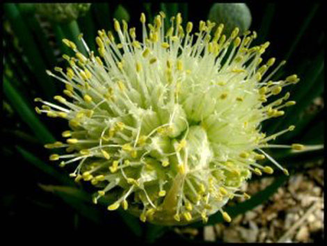 Flower-of-Welsh-onion
