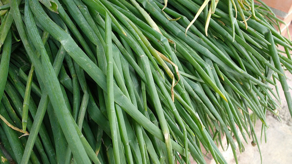 Long-leaves-of-Welsh-onion
