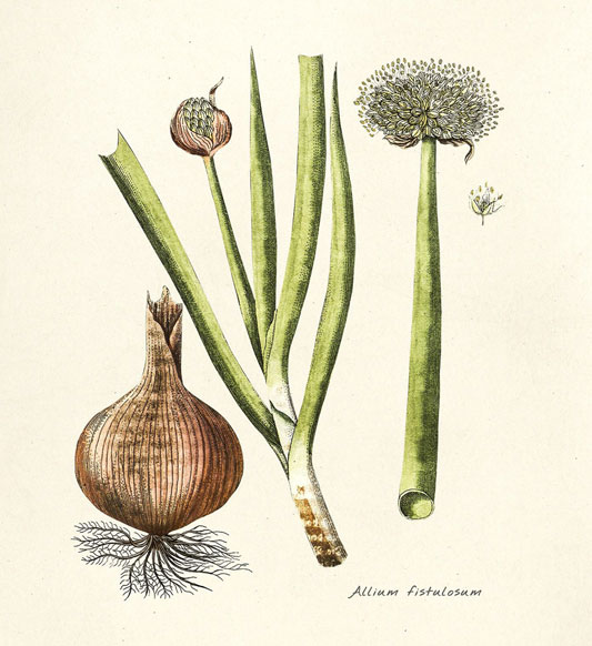 Plant-Illustration-of-Welsh-onion