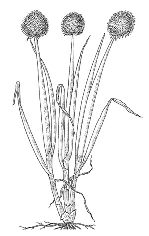 Sketch-of-Welsh-onion