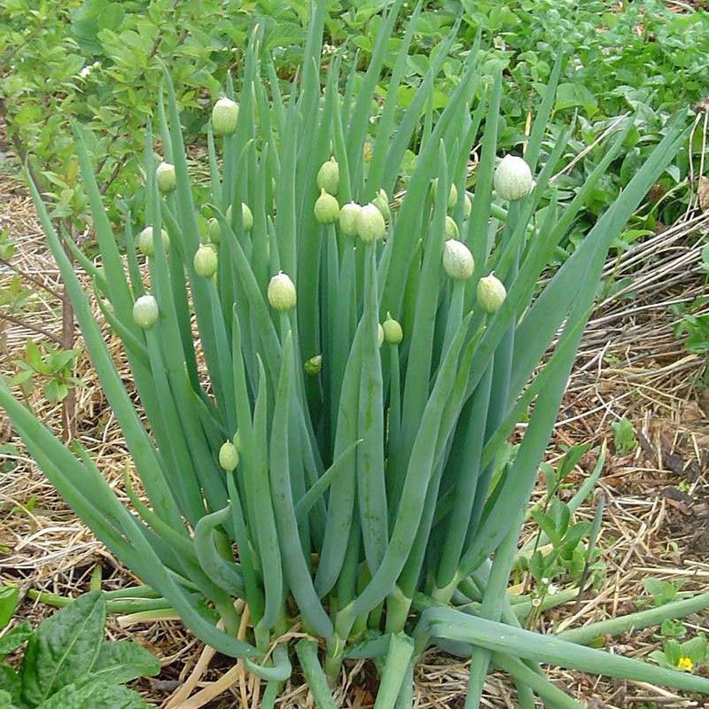Welsh-onion-plant