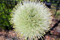 Closer-view-of-flower-of-Welsh-onion