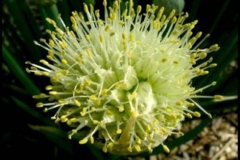 Flower-of-Welsh-onion