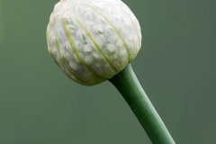 Flowering-buds-of-Welsh-onion