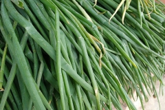 Long-leaves-of-Welsh-onion