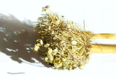 Mature-fruits-of-Welsh-onion