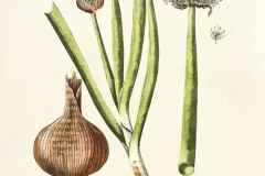 Plant-Illustration-of-Welsh-onion