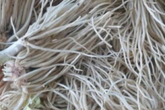Root-system-of-Welsh-onion