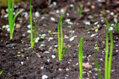 Saplings-of-Welsh-onion