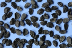 Seeds-of-Welsh-onion