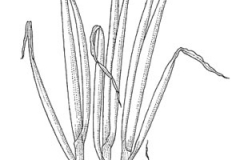 Sketch-of-Welsh-onion