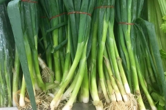 Stem-of-Welsh-onion
