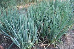 Welsh-onion-farming