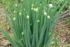 Welsh-onion-plant